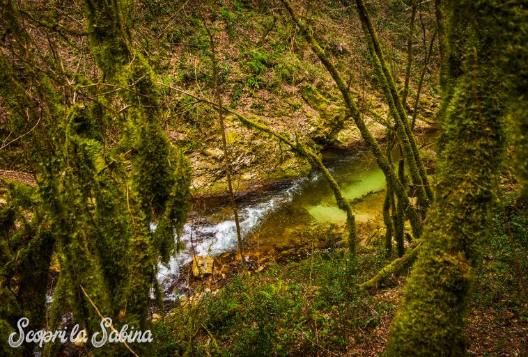 gole del farfa escursioni lazio bosco