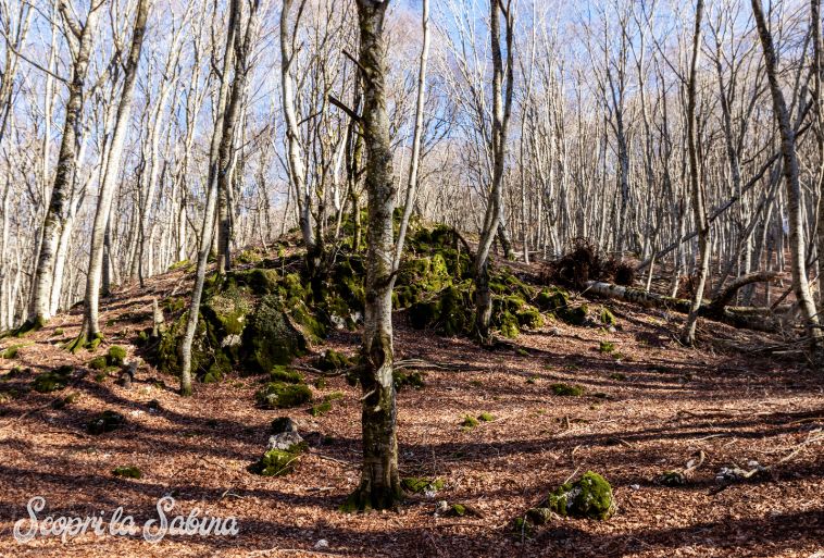 monti sabini monte pizzuto faggeta trekking escursioni