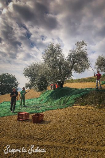 raccolta olive olio sabina dop