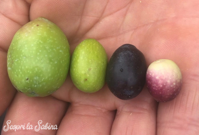 La cultivar, ossia la varietà delle olive